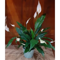 Spathiphyllum (fleur de lune)